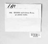 Exidia glandulosa image